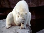 polar-bear-face-palm.jpg