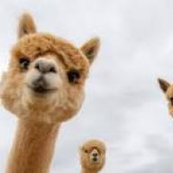 Hungry Llama