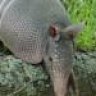 Armadillo