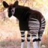 Okapi