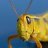 Grasshopper